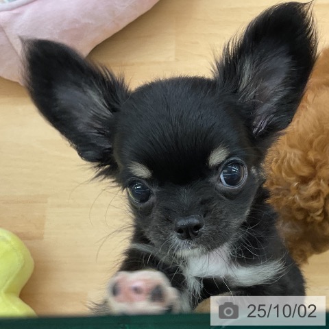 チワワの写真