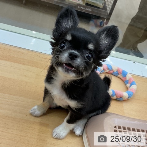 チワワの写真