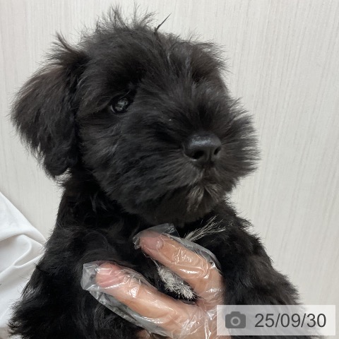 ミニチュア・シュナウザーの写真
