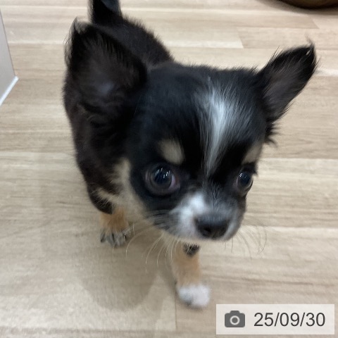 チワワの写真