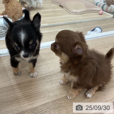 チワワの写真