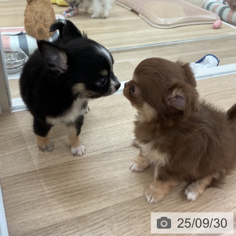 チワワの写真