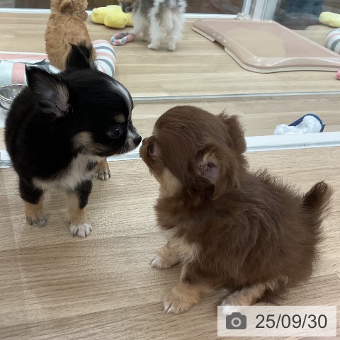 チワワの写真