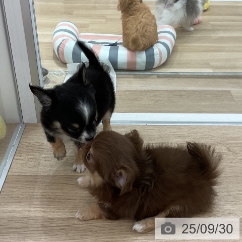 チワワの写真