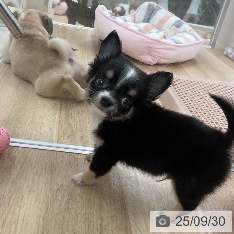 チワワの写真