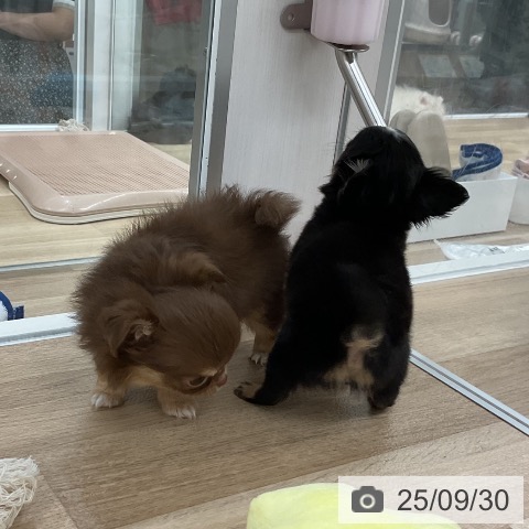 チワワの写真