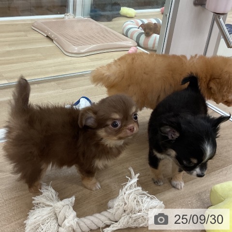 チワワの写真