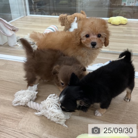 チワワの写真