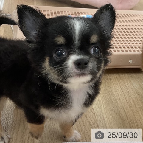 チワワの写真