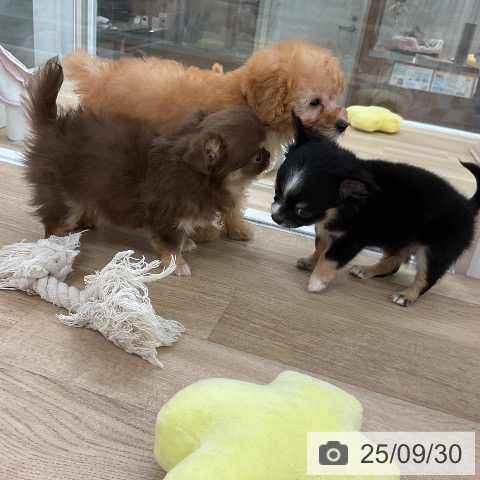 チワワの写真