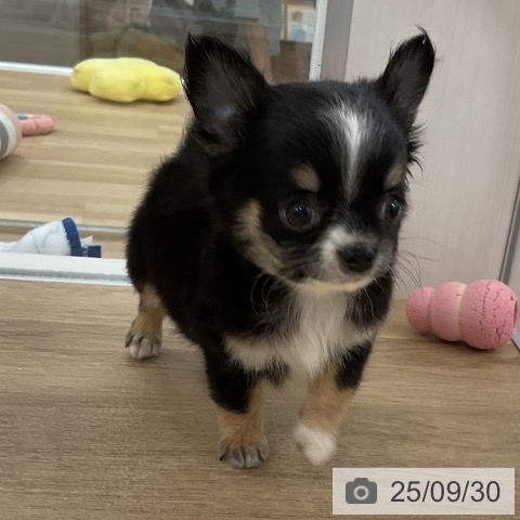 チワワの写真