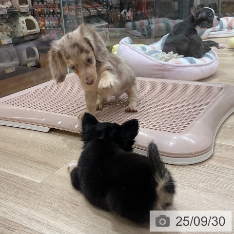 チワワの写真
