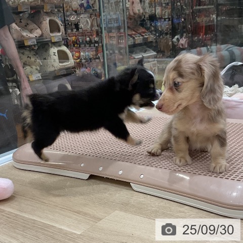 チワワの写真