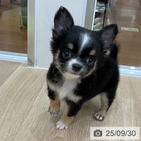 チワワの写真