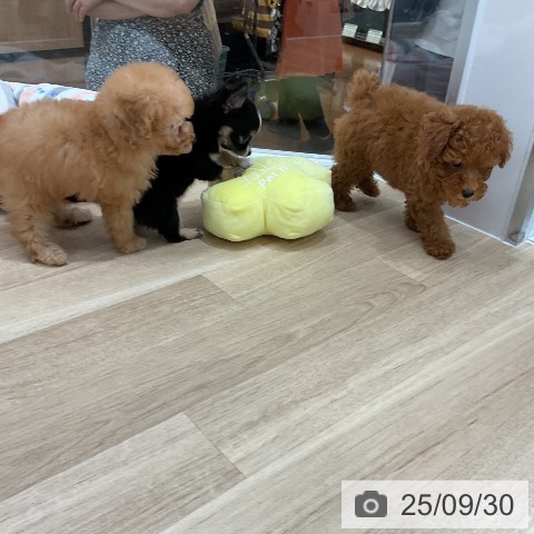 チワワの写真