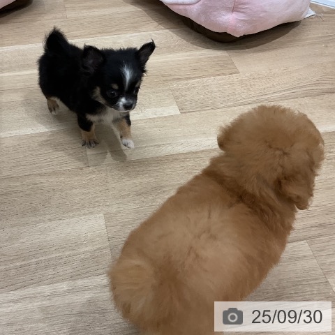 チワワの写真