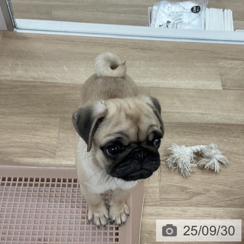 パグの写真