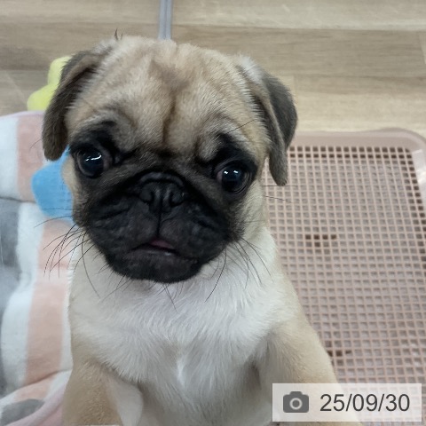 パグの写真