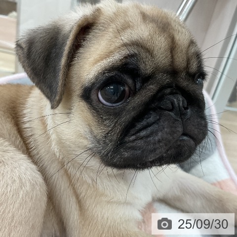 パグの写真