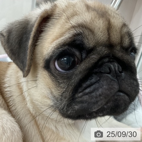 パグの写真