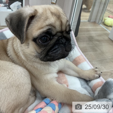 パグの写真