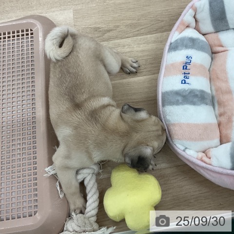 パグの写真