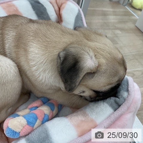 パグの写真