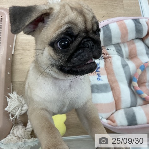 パグの写真