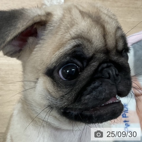 パグの写真
