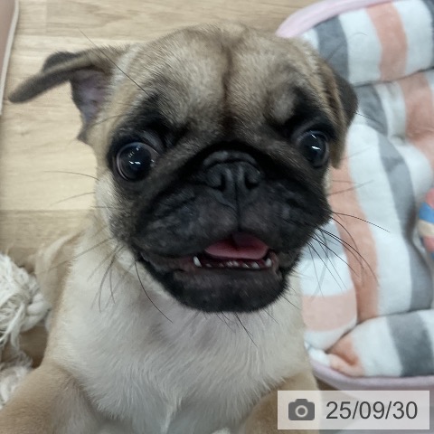 パグの写真
