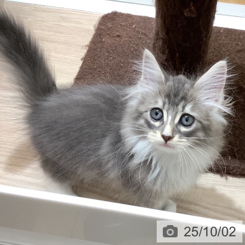 ノルウェージャンフォレストキャットの写真