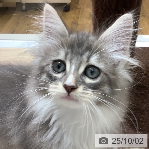 ノルウェージャンフォレストキャットの写真