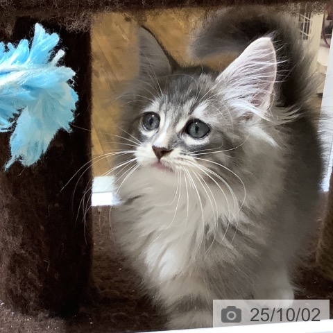 ノルウェージャンフォレストキャットの写真
