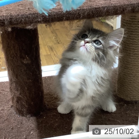 ノルウェージャンフォレストキャットの写真