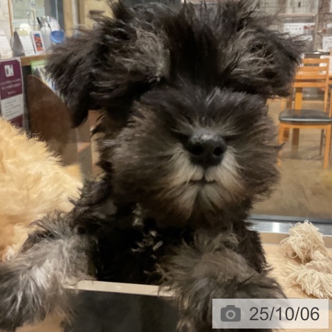 ミニチュア・シュナウザーの写真