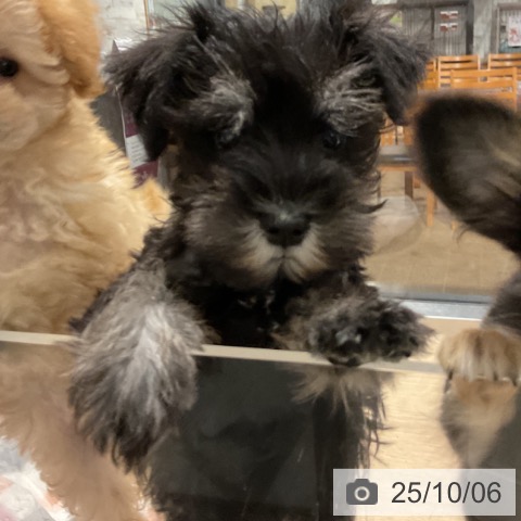 ミニチュア・シュナウザーの写真