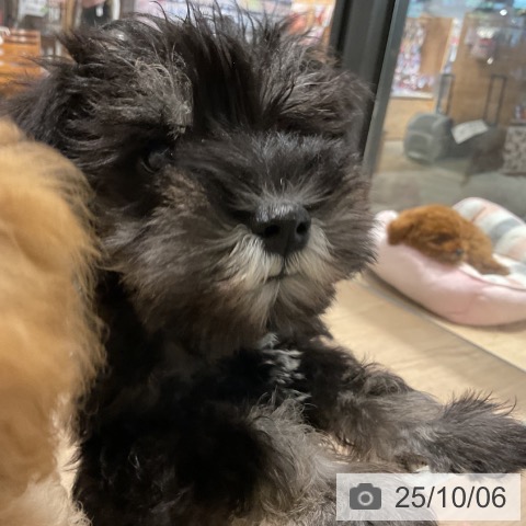 ミニチュア・シュナウザーの写真