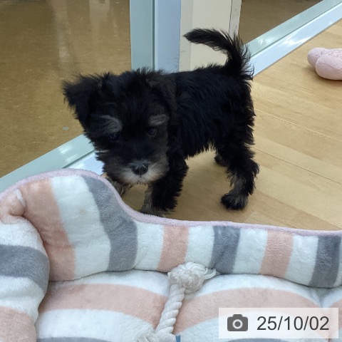 ミニチュア・シュナウザーの写真