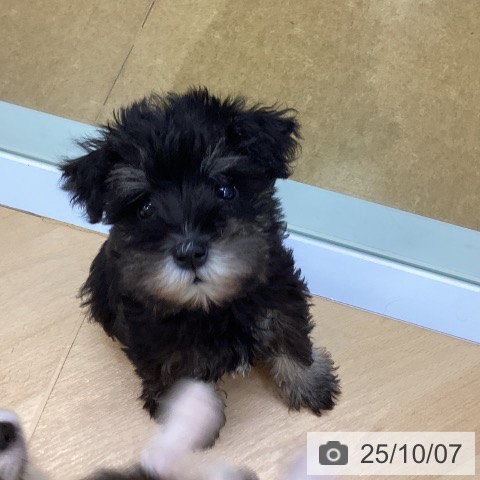 ミニチュア・シュナウザーの写真