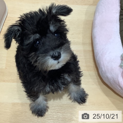 ミニチュア・シュナウザーの写真