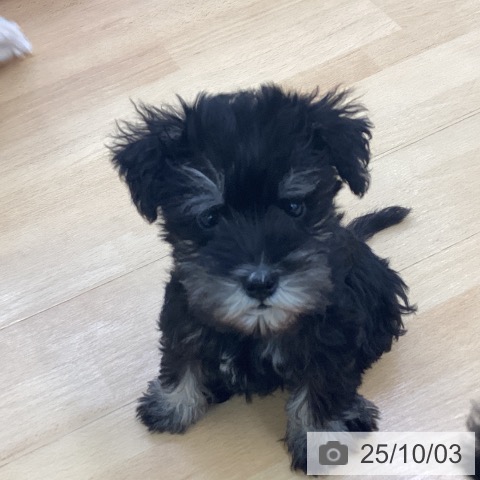 ミニチュア・シュナウザーの写真