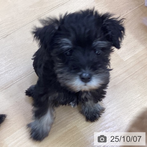 ミニチュア・シュナウザーの写真