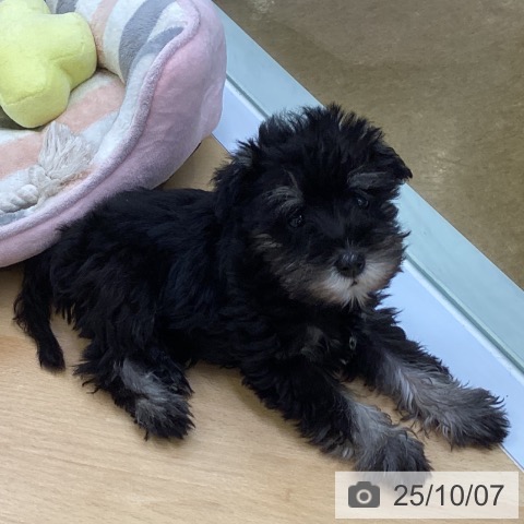 ミニチュア・シュナウザーの写真