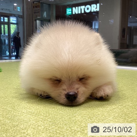 ポメラニアンの写真