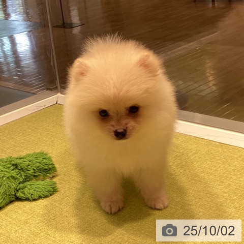 ポメラニアンの写真