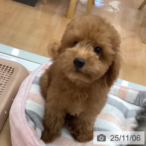 トイ・プードルの写真