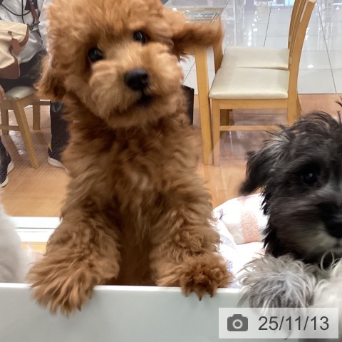 トイ・プードルの写真