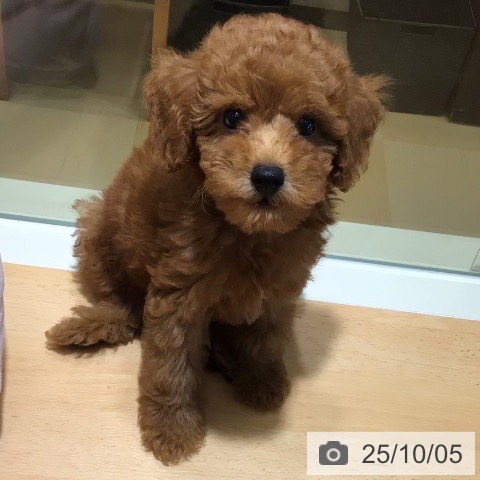 トイ・プードルの写真