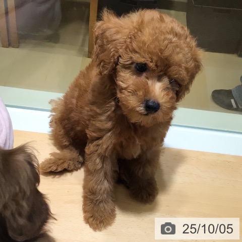 トイ・プードルの写真