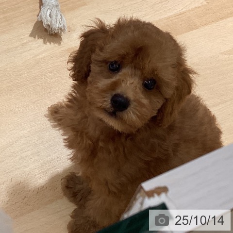 トイ・プードルの写真